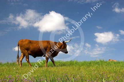 Longhorn cattle steer, Canyon county, Idaho.