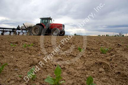 Sugarbeets in early spring.  