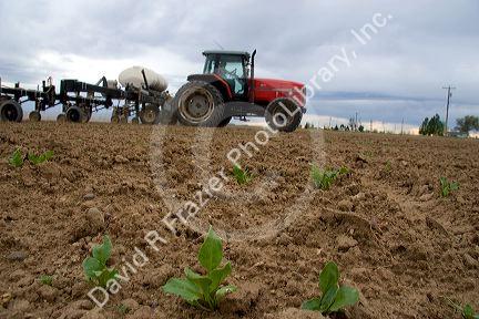 Sugarbeets in early spring.  