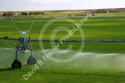 Sprinkler irrigation near Burley, Idaho.