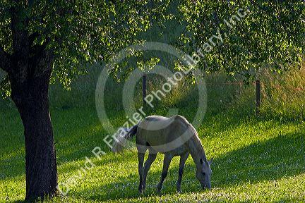 Horse grazes on a farm near Zurich, Switzerland.