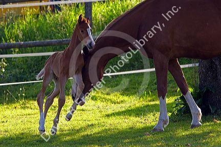 Mare and foal near Zurich, Switzerland.