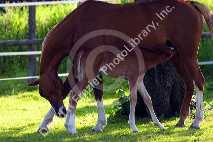 Mare and foal near Zurich, Switzerland.