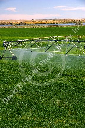 Sprinkler irrigation near Burley, Idaho.
