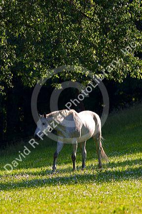 Horse graze on a farm near Zurich, Switzerland.