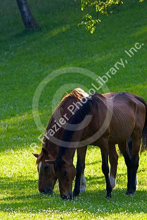 Horses graze on a farm near Zurich, Switzerland.