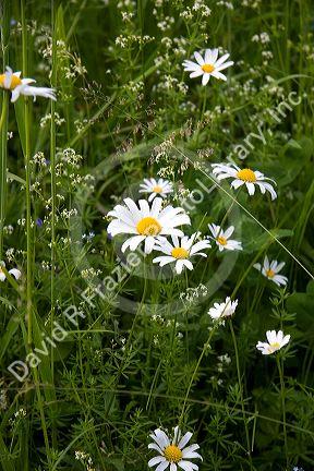Wild daisy flowers on a farm near Zurich, Switzerland.