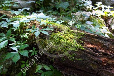 Decaying log and wild plants in the Ouachita national forest of Arkansas.