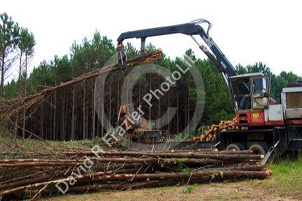 A logging operation on a pine plantation near Griffithville, in east central Arkansas.