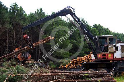 A logging operation on a pine plantation near Griffithville, in east central Arkansas.