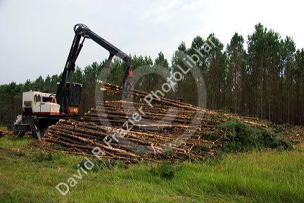 A logging operation on a pine plantation near Griffithville, in east central Arkansas.