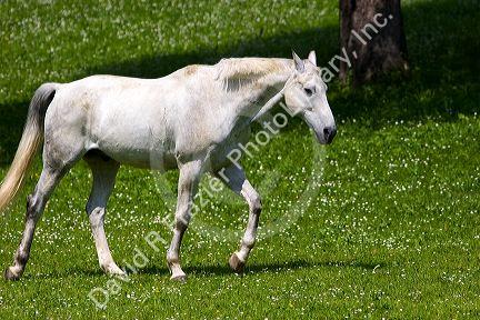 Horse grazes on a farm near Zurich, Switzerland.