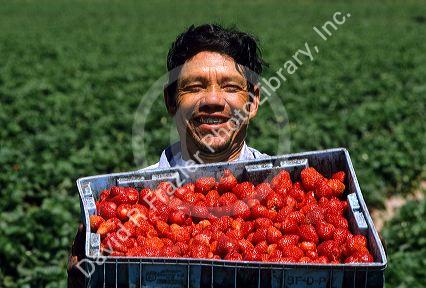 Mexican worker harvesting strawberries in California.