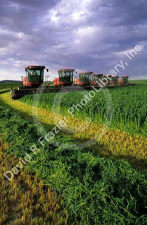 Swathers cutting alfalfa in Grandview, Idaho.