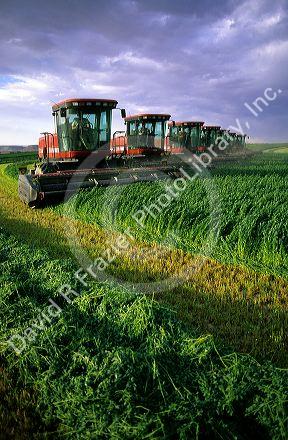 Swathers cutting alfalfa in Grandview, Idaho.