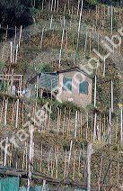 Terraced vineyard at Veranzza, Italy.