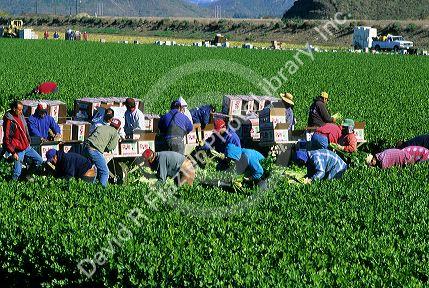Migrant workers harvesting celery in Oxnard, California.
