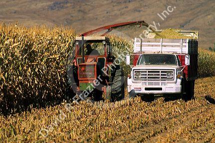 Corn Harvest, chopper blows silage into truck near Emmett, Idaho.