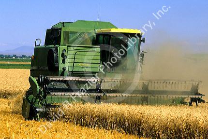 Harvesting wheat in central Idaho.