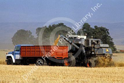 Harvesting wheat in central Idaho.