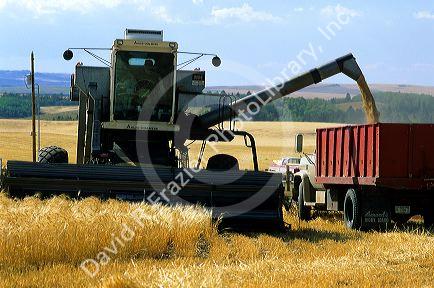 Combine dumps grain into truck during wheat harvest in eastern Idaho.