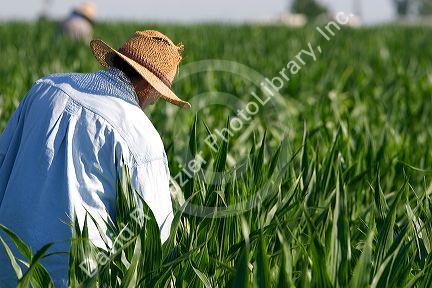 Migrant laborers work in a corn field, Canyon County, Idaho.