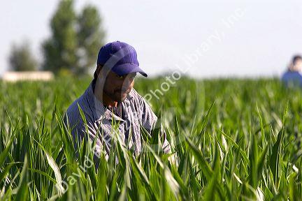 Migrant laborers work in a corn field, Canyon County, Idaho.