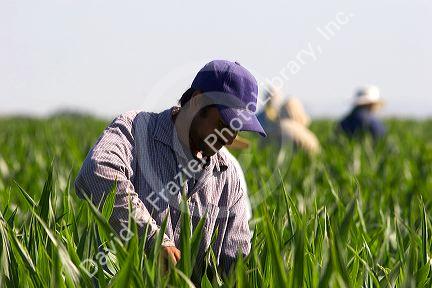 Migrant laborers work in a corn field, Canyon County, Idaho.