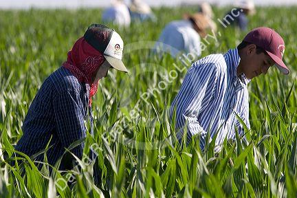 Migrant laborers work in a corn field, Canyon County, Idaho.