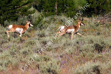 Pronghorn antelope in the Sawtooth National Forest of Idaho.
