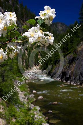 White syringa flowers growing along the East Fork of the South Fork of the Salmon River near Yellow Pine, Idaho.