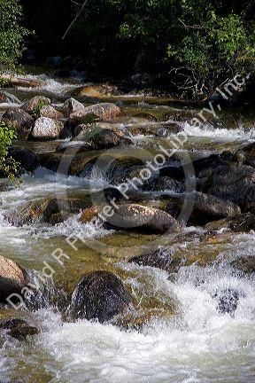 Small tributary stream along the South Fork of the Salmon River near Yellow Pine, Idaho.