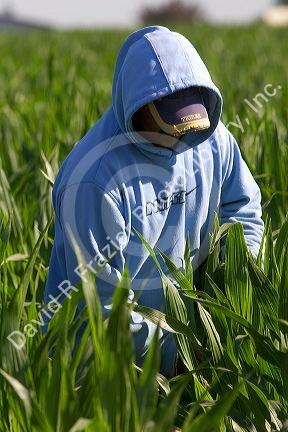 Migrant laborers work in a corn field, Canyon County, Idaho.