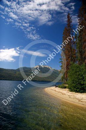 Trees killed by the Bark Beetle insect at Alturas Lake near Stanley, Idaho.