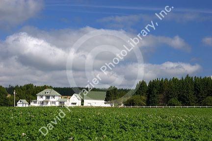 White farm house and potato field on Prince Edward Island, Canada.