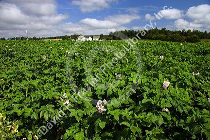 White farm house and potato field on Prince Edward Island, Canada.
