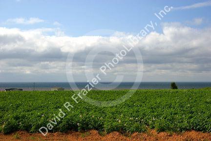 Potato field by the sea on Prince Edward Island, Canada.