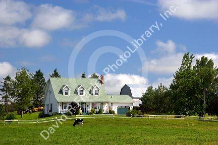 Farm and holstein cattle on Prince Edward Island, Canada.