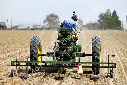 Tractor pulling a cultivator to form corrugates for irrigation.