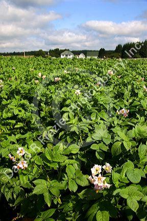 White farm house and potato field on Prince Edward Island, Canada.