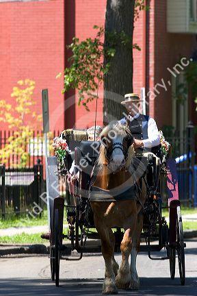 Horse and carriage at Quebec City, Quebec, Canada.
