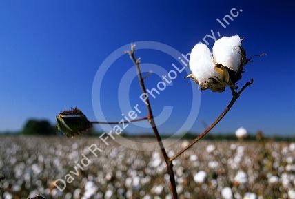 Cotton field in Georgia.
