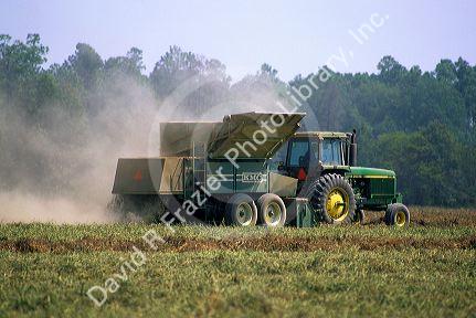 Peanut harvest in Georgia.