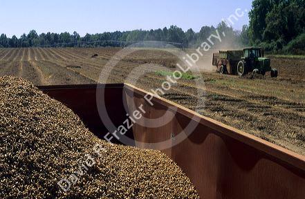 Peanut harvest in Georgia.