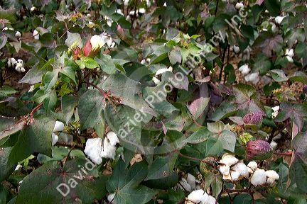 Cotton growing at New Madrid, Missouri,