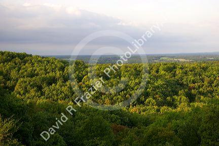 Hardwood forest in central Missouri.
