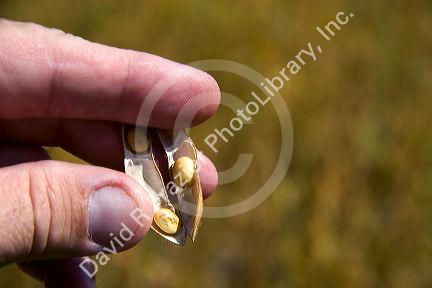 Soy beans in the pod on a farm in Kansas.