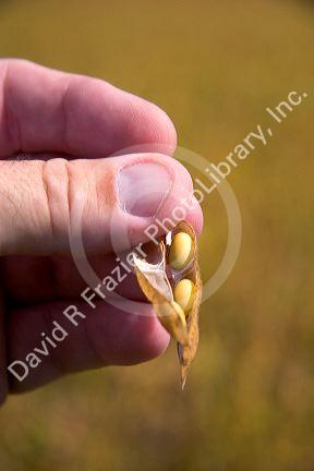Soy beans in the pod on a farm in Kansas.