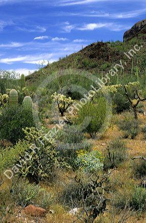 Desert cactus and other plants at Organ Pipe National Monument, Arizona.