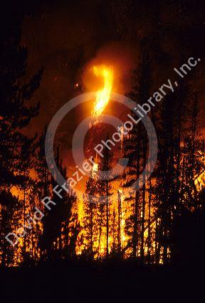 The Cub Creek forest fire near Lowman, Idaho.